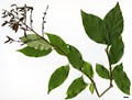 SpeciesSub: 'Bellicent' (S. josikea x S. komarowii subsp. refl